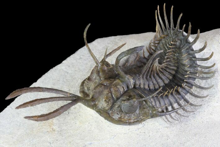 Walliserops Trilobite With Barrandeops - Foum Zguid, Morocco #87458